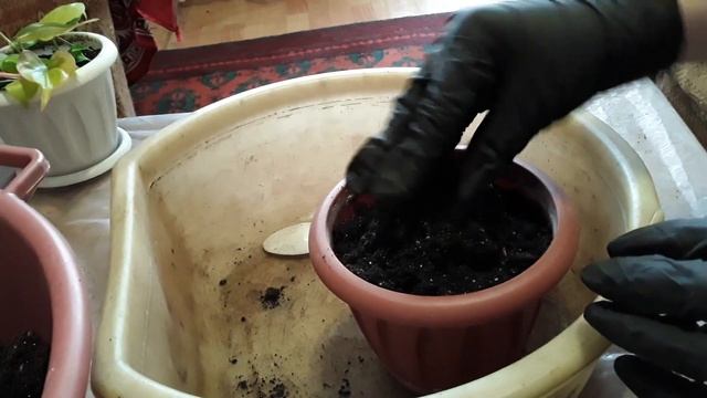 Пересадка филодендрона смотреть онлайн