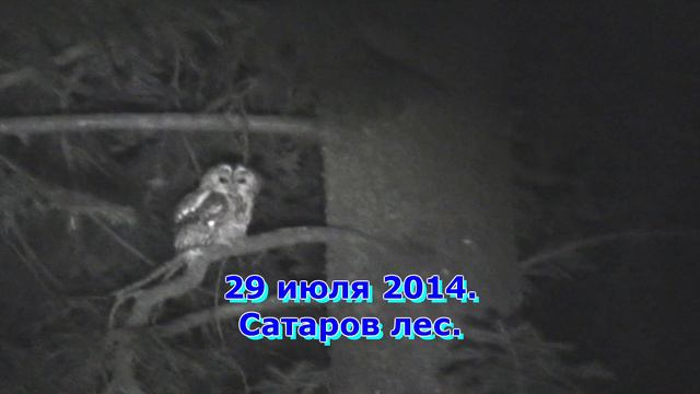 Весенняя песня