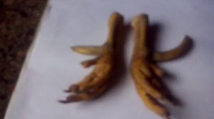 Ноги петуха которому перекусил горло злой кот,а петух не смог постоять за себя .