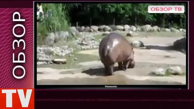 ПУШКИНО Вот как Пукает Бегемот ШОК смотреть онлайн