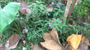 Philippine violet (Barleria cristata)