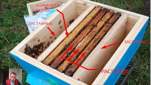 Что надо знать пчеловоду о пчелопакетах и их развитии смотреть онлайн