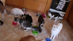 Our Greek cat rescue shelter tour! ??