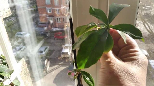 Брунфельсии перезимовали смотреть онлайн