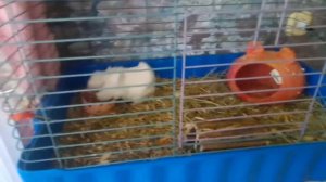 Как часто можно купать морских свинок ? При какой температуре ? И можно ли вообще их мыть ?!!