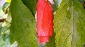 chili hibiscus plant/flowering start(urdu hindi)