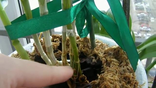 Наконец-то я знаю как он цветет!!! Мой Дендробиум Нобиле. смотреть онлайн