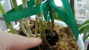 Наконец-то я знаю как он цветет!!! Мой Дендробиум Нобиле.