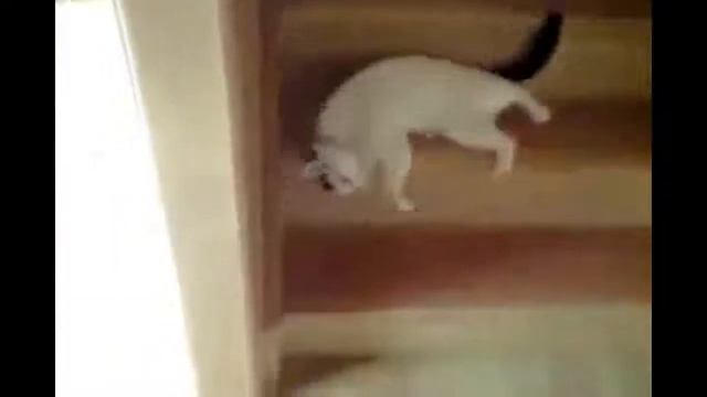 Смешные котята бегают по леснице  Приколы с котами для детей