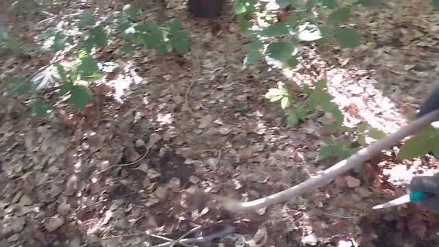 Грибы 2023 #грузди #грибы #грибники #оренбургскаяобласть #оренбург #грибыоренбургскойобласти смотреть онлайн