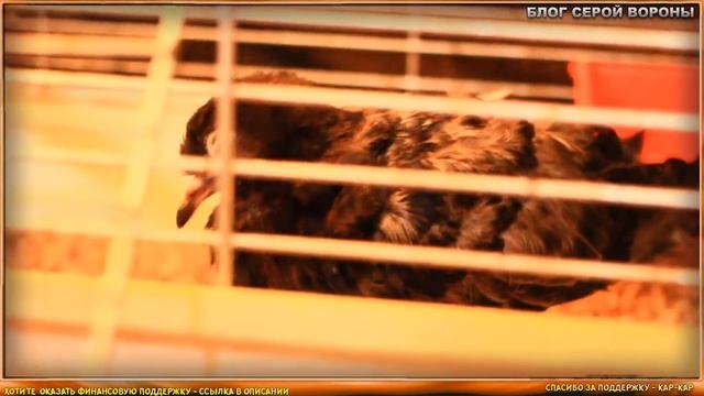 Что делать если вы подобрали голубя смотреть онлайн