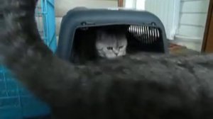 Наши Коты.Британцы и шотландцы.