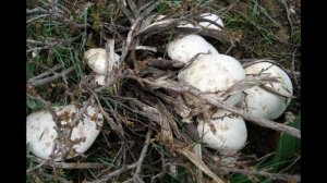 КАК СОБИРАЕТ ГРИБЫ В УЗБЕКИСТАНЕ/КУЗИКОРИН ЗАМБУРУГ ТЕРИШ