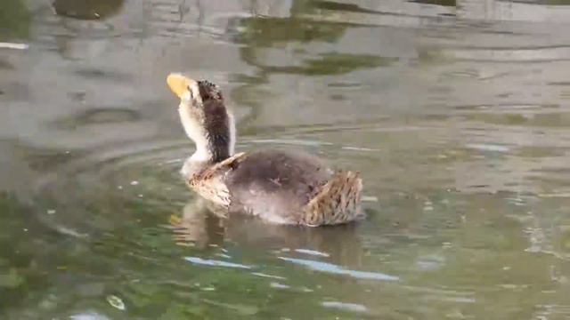 Утята в пруду, часть 2 - экоферма "К5" смотреть онлайн