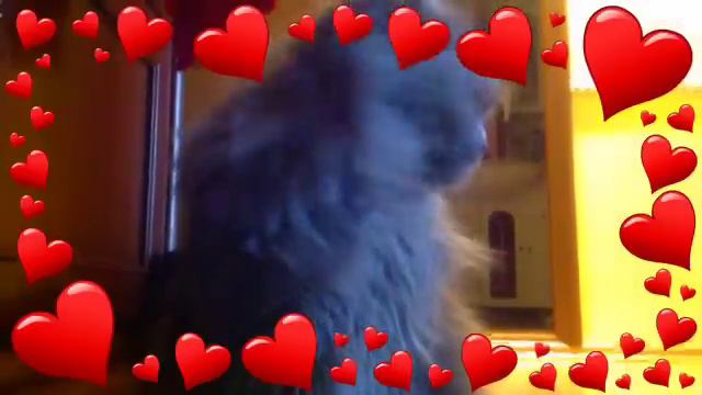 Мой домашний питомец/Лизочка:3 смотреть онлайн