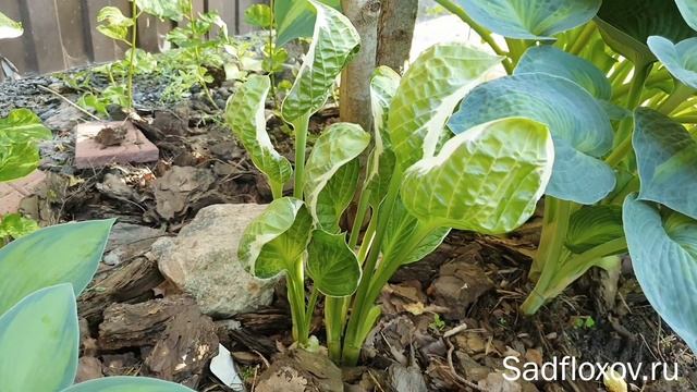 Оригинальная хоста Captain's Adventure (Кептенс Адвенче), в моем саду смотреть онлайн