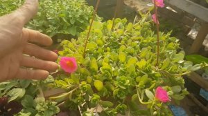 КУПИЛ Ампельную Петунию. Портулак АМПЕЛЬНЫЙ. как сажать как пересаживать ЦЕНА ПЕТУНИИ видео