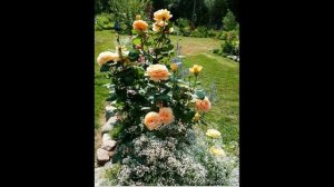 Компаньоны для роз