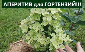 Как часто я подкисляю гортензии. Пасынки - почему их много и вредят ли они гортензии.