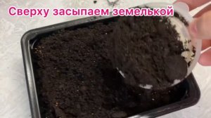 Руккола на подоконнике