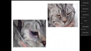 Пластика век | Видео конференция для ветеринаров