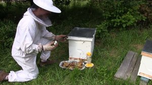 Using Lemongrass Oil When Beekeeping