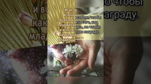 Благословенной ночи! Христианское пожелание!