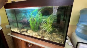 кормление цихлид дождевыми червями Аквариум 170 л