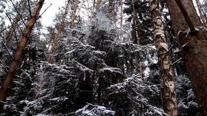 Поход в лес на кабана без оружия