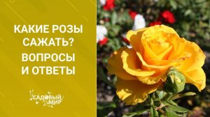 Какие розы сажать? Вопросы и ответы
