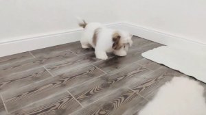 Ши-тцу девочка и шпиц Фунтик #ChiotsSamoyède #щенкисамоеда #samojedewelpe #lustigehunde