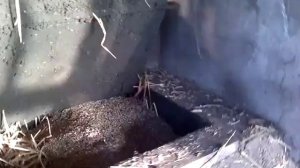 самодельный кател на соломе