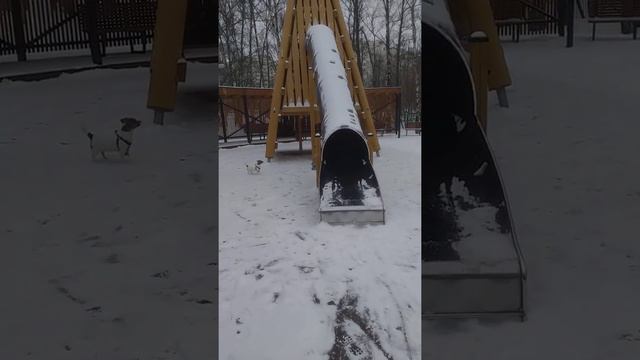 Джек Рассел терьер Герда и Матильда с горки катаются с детьми)))4 смотреть онлайн