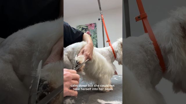 ❄️ Волшебная трансформация Снежки ✂️ груминг Вест-хайленд-уайт-терьер 🐶 смотреть онлайн