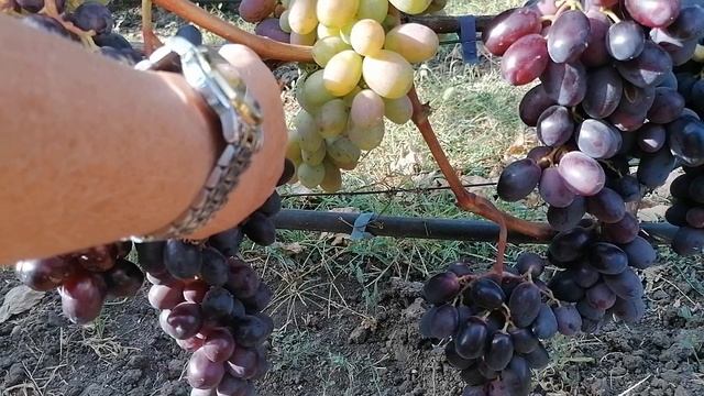 Виноград Улыбка(Калугин В. М.) виноградник Король В. Н. г.Краснодар 2023год смотреть онлайн