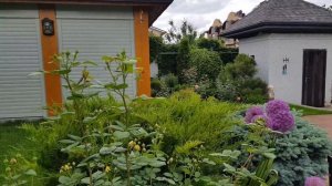 ??????Цветение роз на юге России,г Ростов-на-Дону,  розы Д.Остина,  04.06.2021г.??????