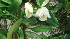 Cattleya labiata var. coerulea и Cattleya labiata var. alba