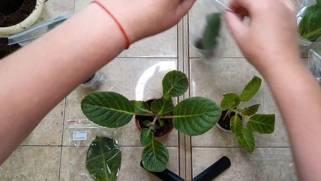 ПОСЫЛКА  и как я задвигаю свои ХОЧУ подальше и включаю мозг. 17.08.21 #посылкиглоксиниидетки смотреть онлайн