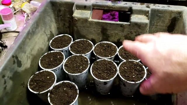 Сорт малины Пшехиба. Закладка корня на проращивание. смотреть онлайн