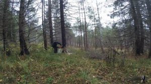 №7 - Как я валил большую сухую ель.