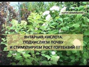Янтарная кислота. Подкисляем почву и стимулируем рост гортензий !!!