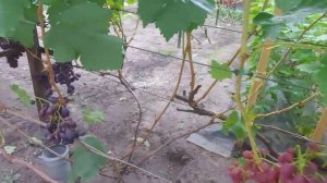 Созревание ягод винограда Дженифер , Графиня....