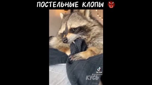 Лучшие приколы с Енотами 2020/ Еноты РУЛЯТ / Смешная подборка 25 минут смеха смотреть онлайн