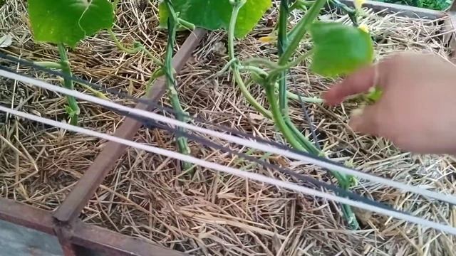 Мой огуречник.Как я удерживаю пасынки огурцов под контролем.Пышное цветение петунии в знойное лето. смотреть онлайн