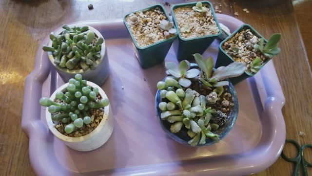 Пересадка суккулентов: итог смотреть онлайн