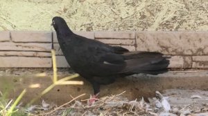 Гонять или не гонять голубей в линьку?