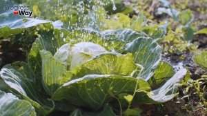 50 ЛЕТ ДЕЛАЮ ТАК! МОШКИ НА КАПУСТЕ НЕ БУДЕТ НИКОГДА!