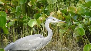 Серая цапля охотится