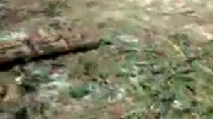 Кто вырубает лес? Забайкальский край. Село Галкино