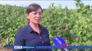 На Ставрополье развивают ягодоводство
